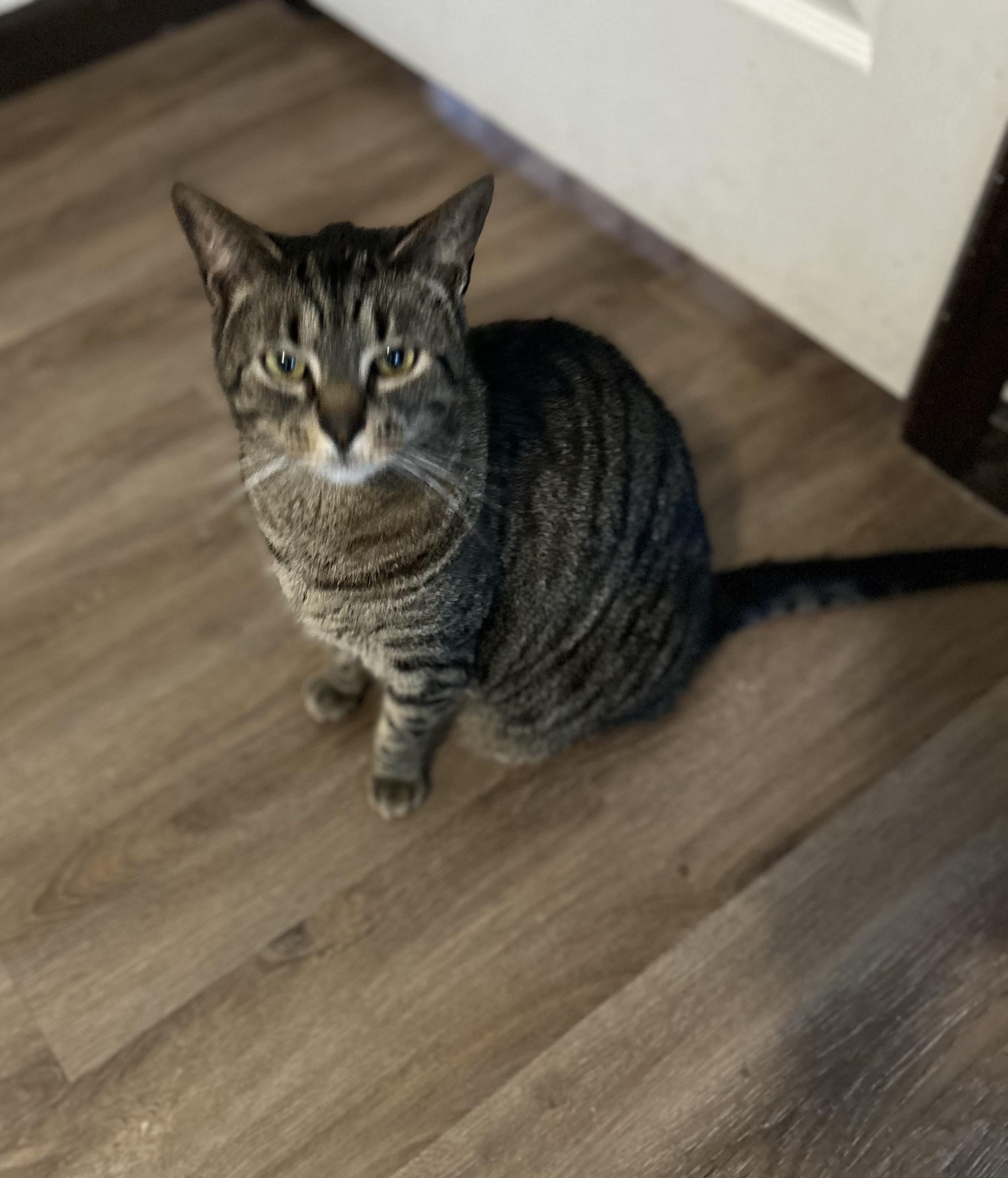 Enlarge Jackson, a ADOPTABLE Domestic Short Hair in Maineville, OH image 1/1