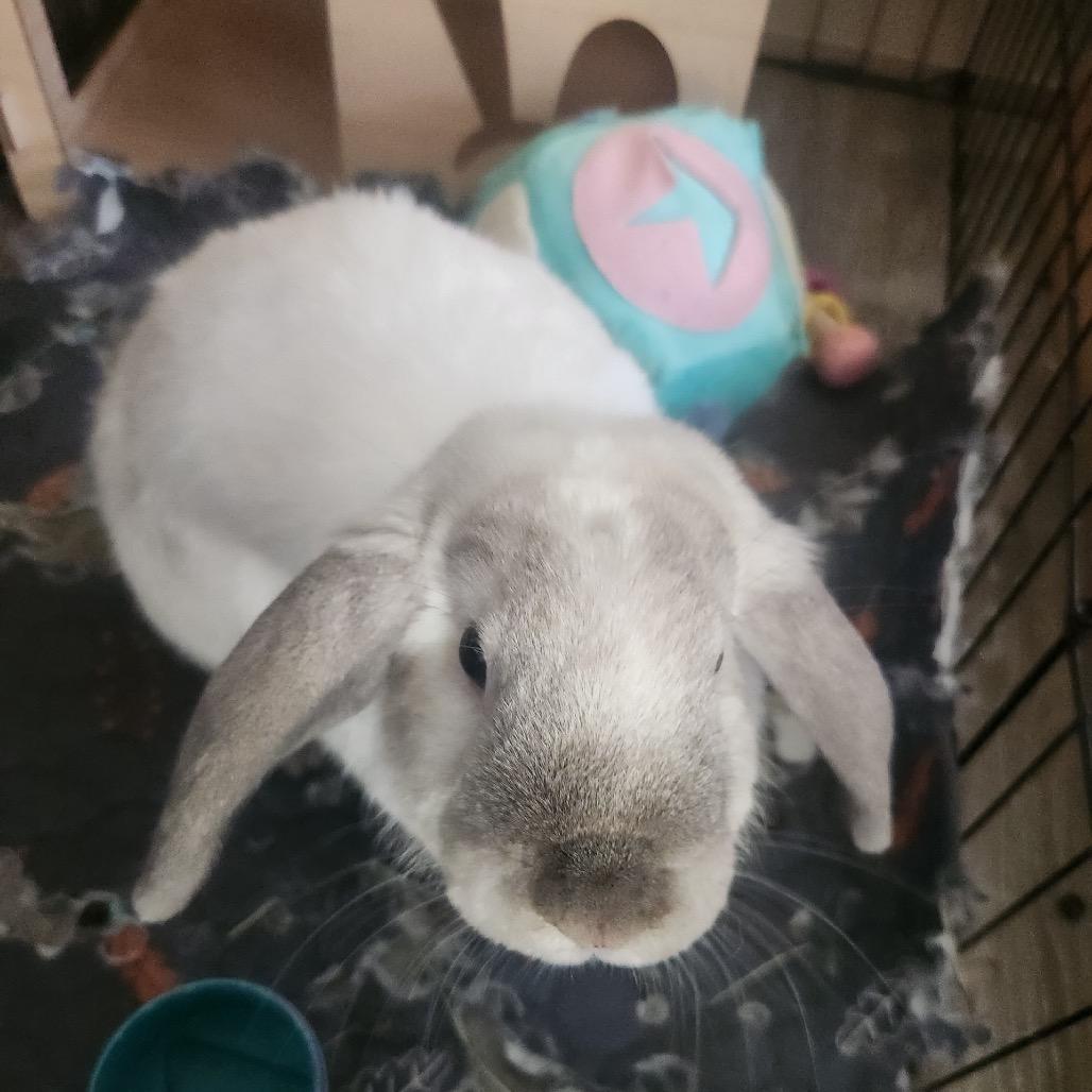 Enlarge Charlotte, a Adoptable Holland Lop in Cream Ridge, NJ image 1/3