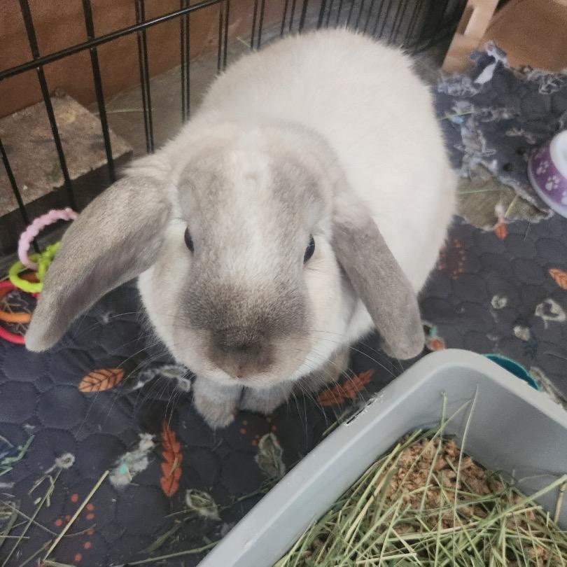 Enlarge Charlotte, a Adoptable Holland Lop in Cream Ridge, NJ image 2/3