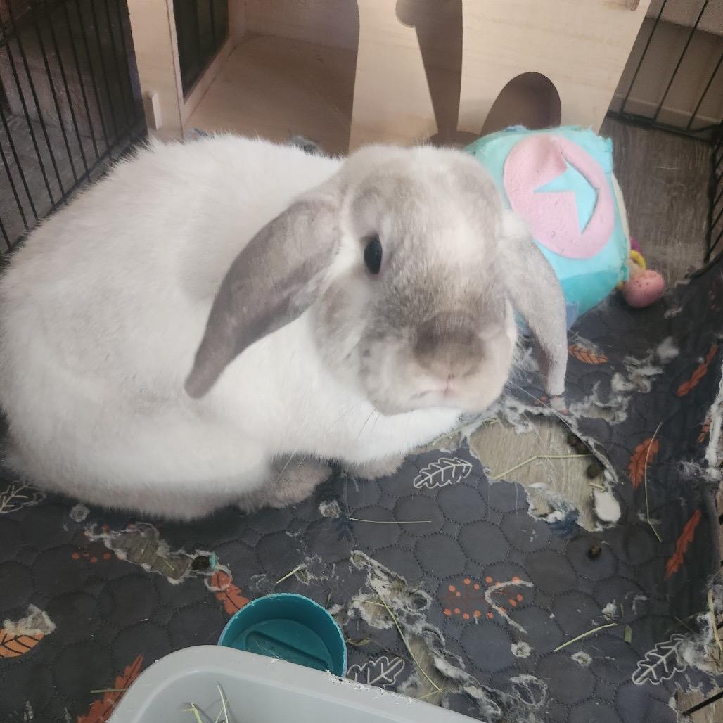 Enlarge Charlotte, a Adoptable Holland Lop in Cream Ridge, NJ image 3/3