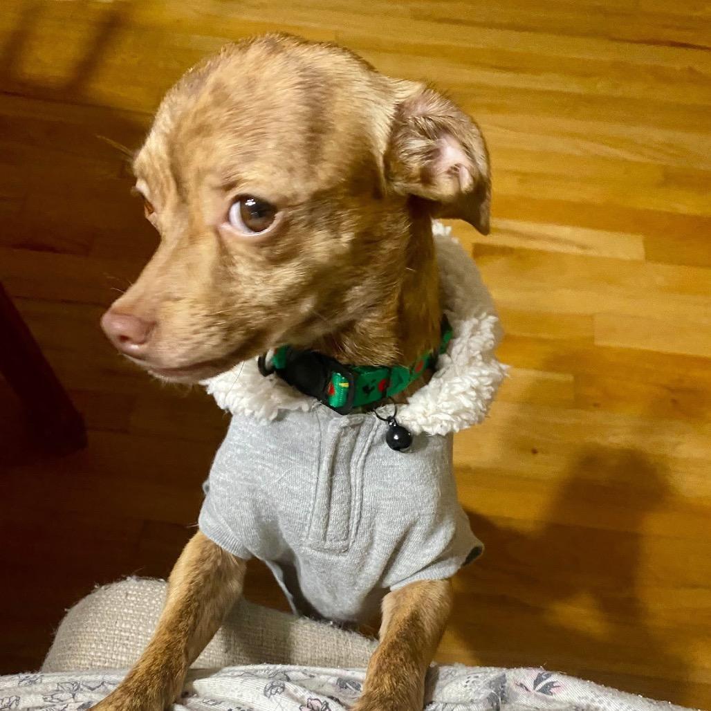 Buttercup, Adoptable, Adult Female Chihuahua & Dachshund.