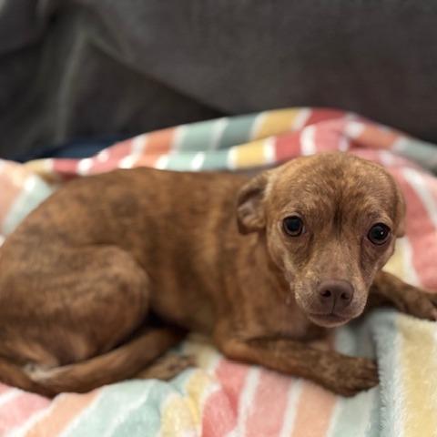 Enlarge Buttercup, a Adoptable mixed breed in Katy, TX image 2/3