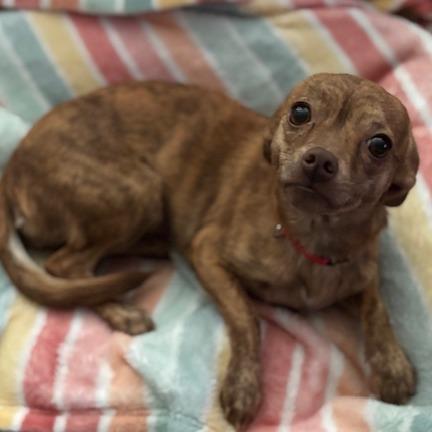 Buttercup, a Adoptable mixed breed in Katy, TX image 3/3