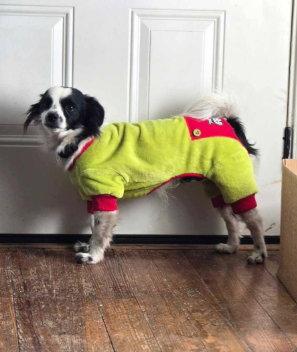 Enlarge Scooter, a Adoptable Chihuahua in Grafton, WI image 2/3