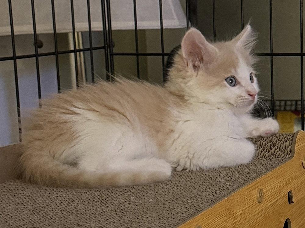 Enlarge Tumeric, a Adopted Domestic Short Hair in O'Fallon, MO image 2/3