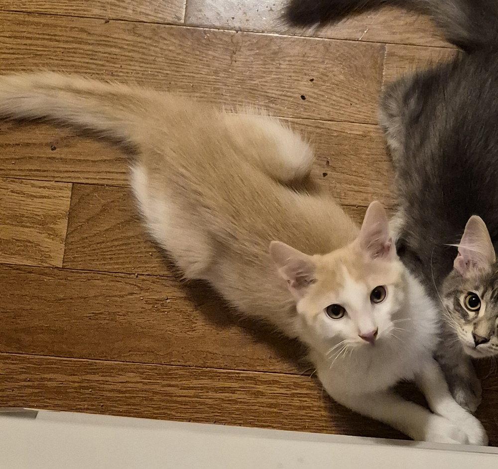 Enlarge Tumeric, a Adopted Domestic Short Hair in O'Fallon, MO image 3/3