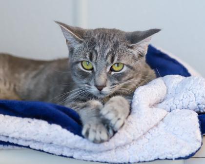Trinity Santos, Adoptable, Young Female Domestic Short Hair.