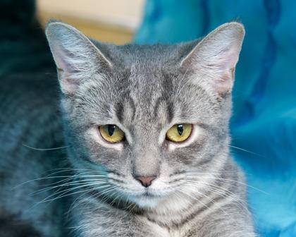 Trinity Santos, Adoptable, Young Female Domestic Short Hair.