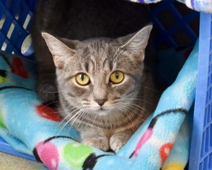 Trinity Santos, a Adoptable Domestic Short Hair in West Seneca, NY image 2/2
