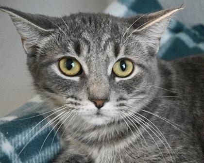 Trinity Santos, Adoptable, Young Female Domestic Short Hair.