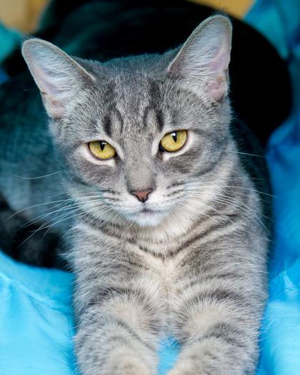 Enlarge Trinity Santos, a Adoptable Domestic Short Hair in West Seneca, NY image 3/3