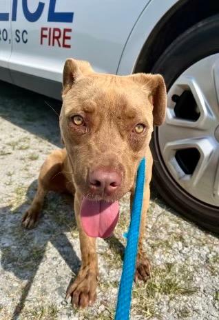Enlarge Rocky, a Adoptable mixed breed in Winnsboro, SC image 1/1
