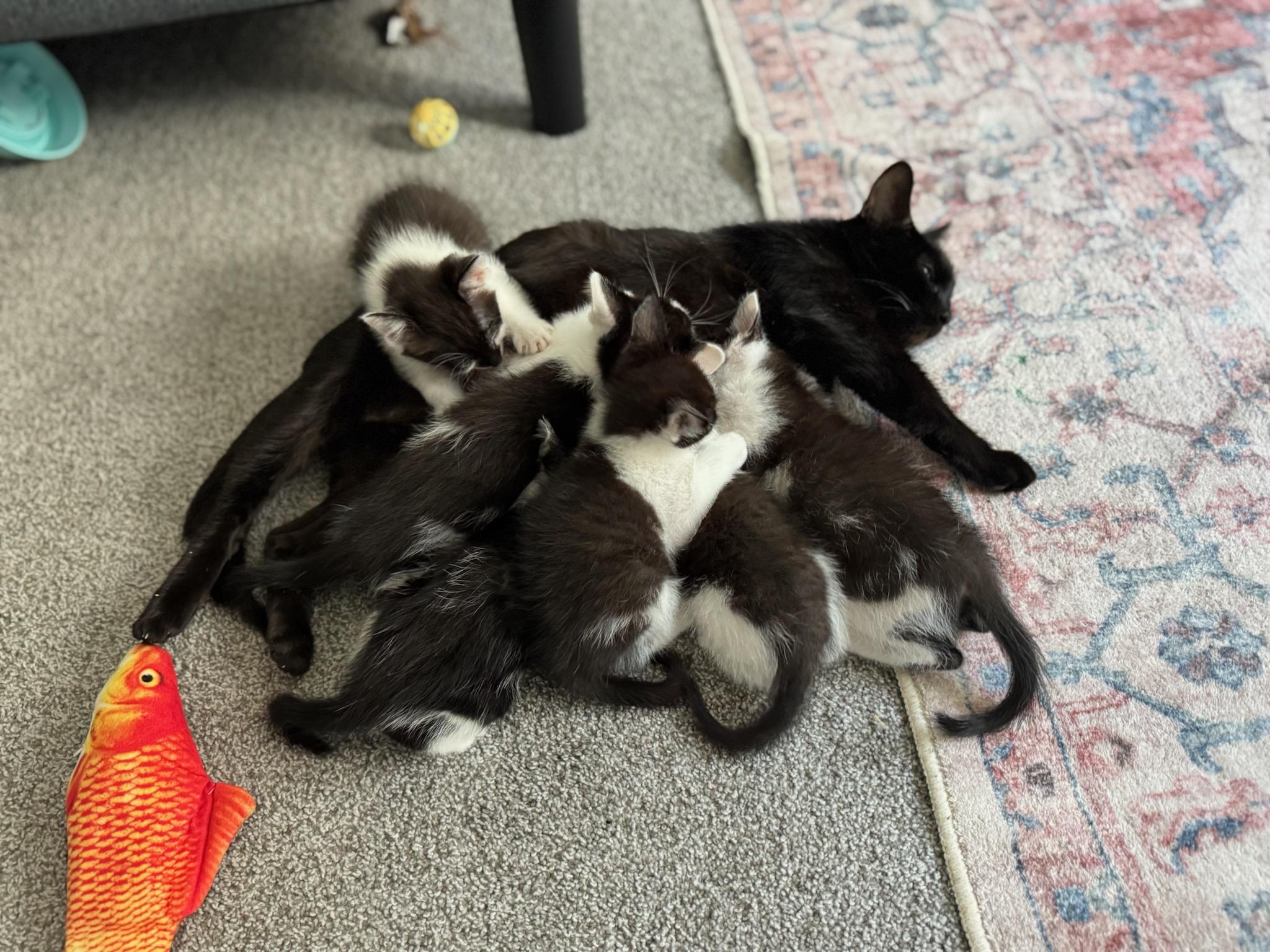 Enlarge Agnus, a Adoptable Domestic Short Hair in Lincoln, NE image 3/5