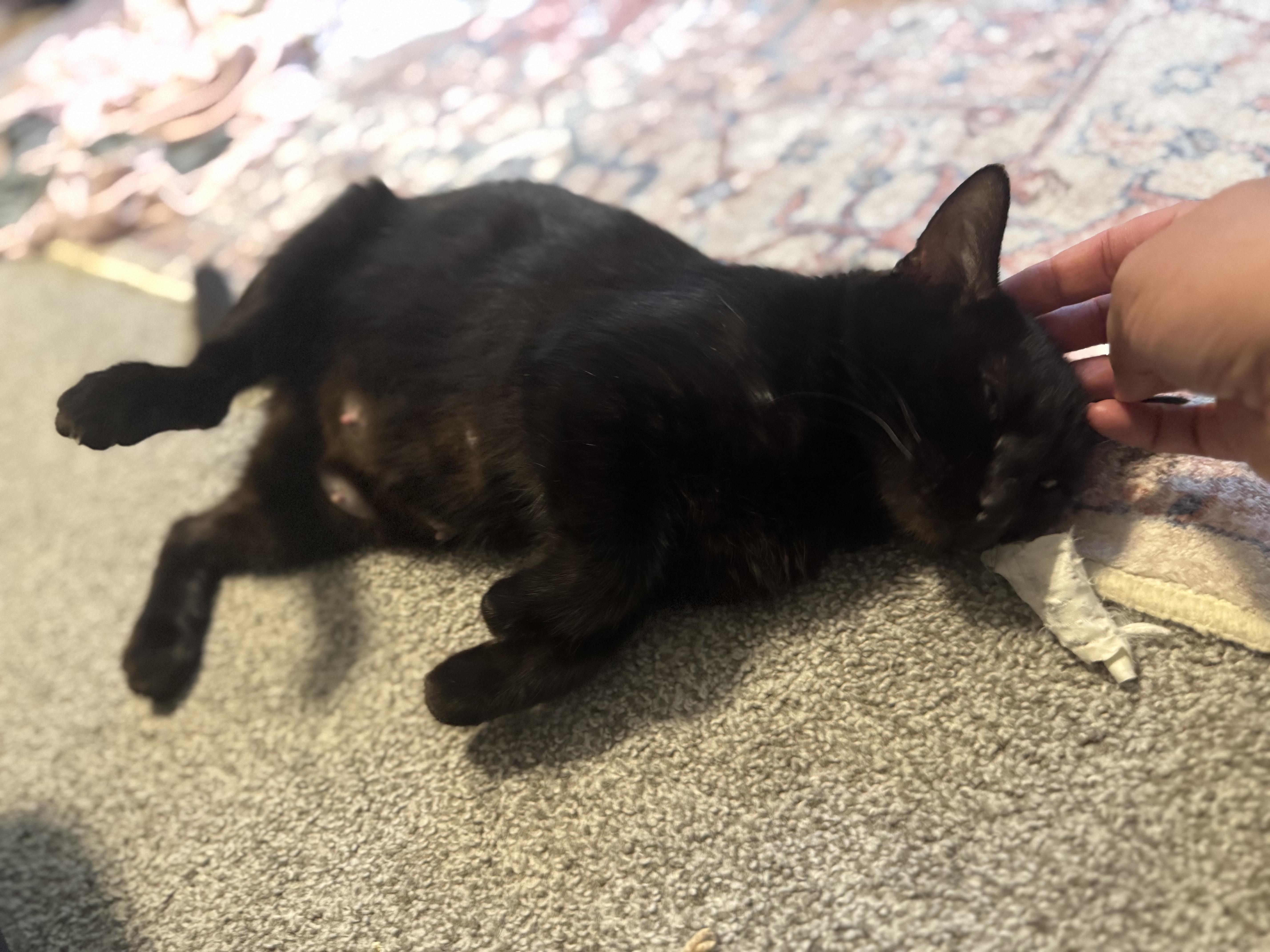 Enlarge Agnus, a Adoptable Domestic Short Hair in Lincoln, NE image 4/5