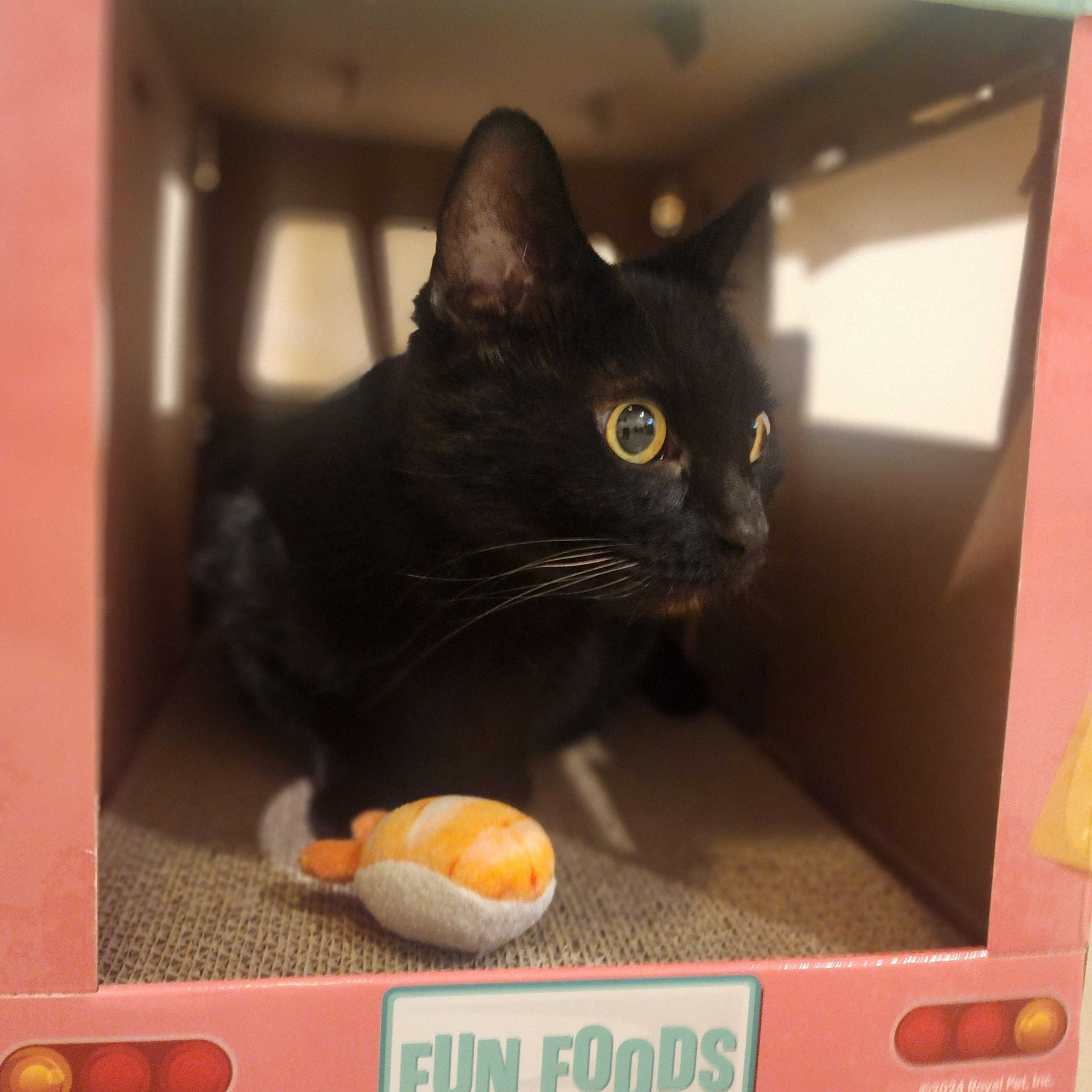 Enlarge Agnus, a Adoptable Domestic Short Hair in Lincoln, NE image 2/5