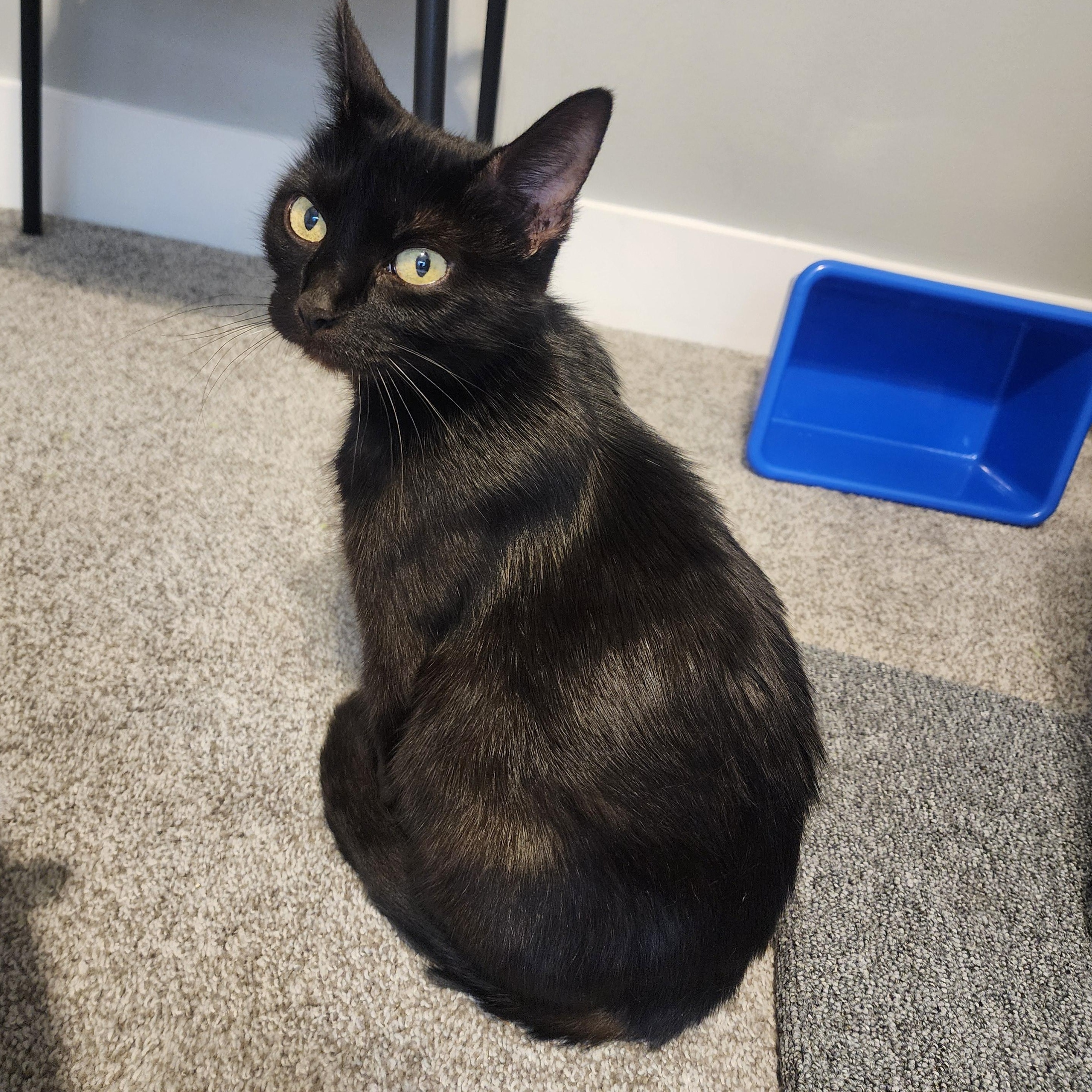 Agnus, Adoptable, Adult Female Domestic Short Hair.