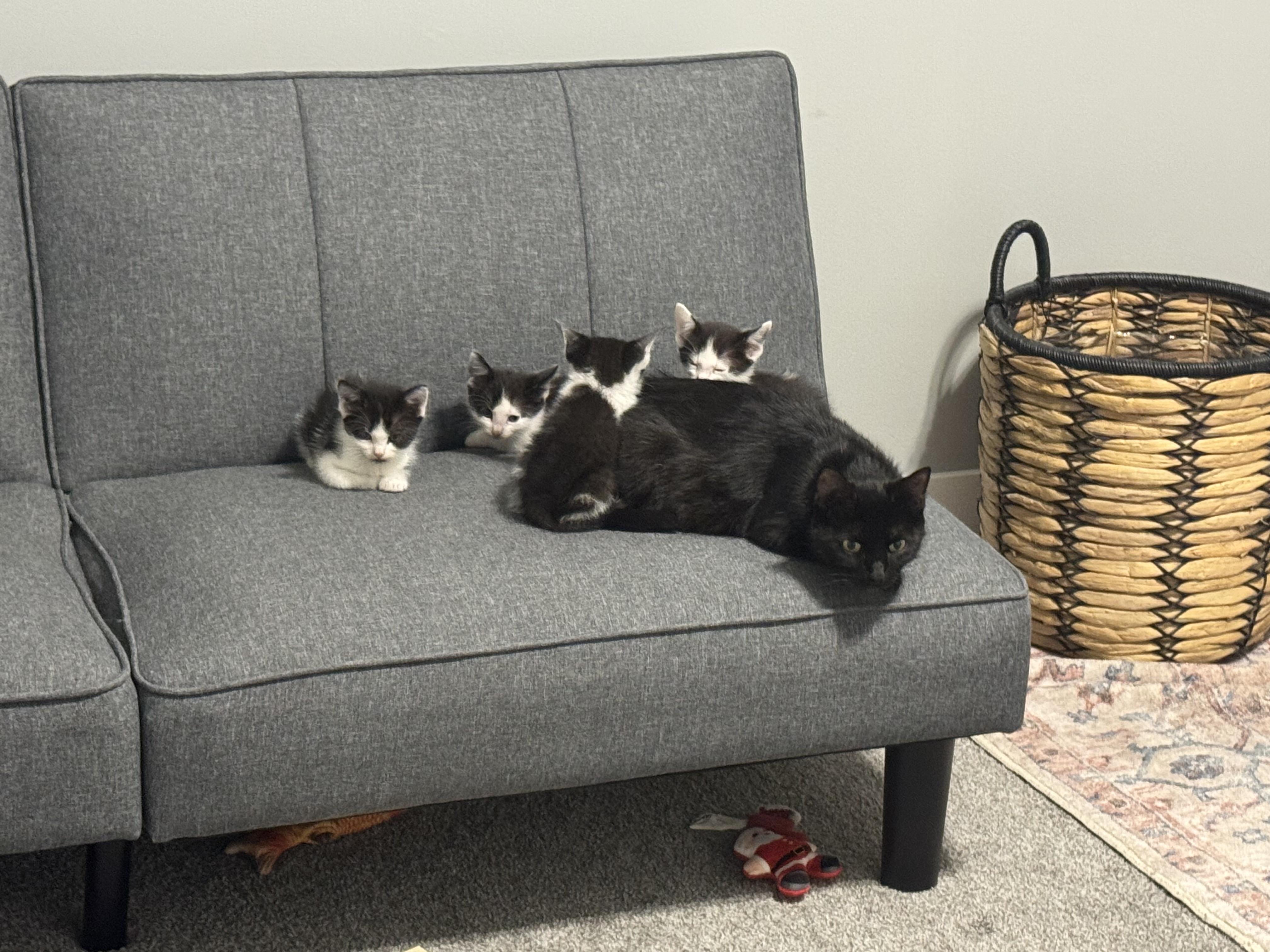 Enlarge Agnus, a Adoptable Domestic Short Hair in Lincoln, NE image 5/5