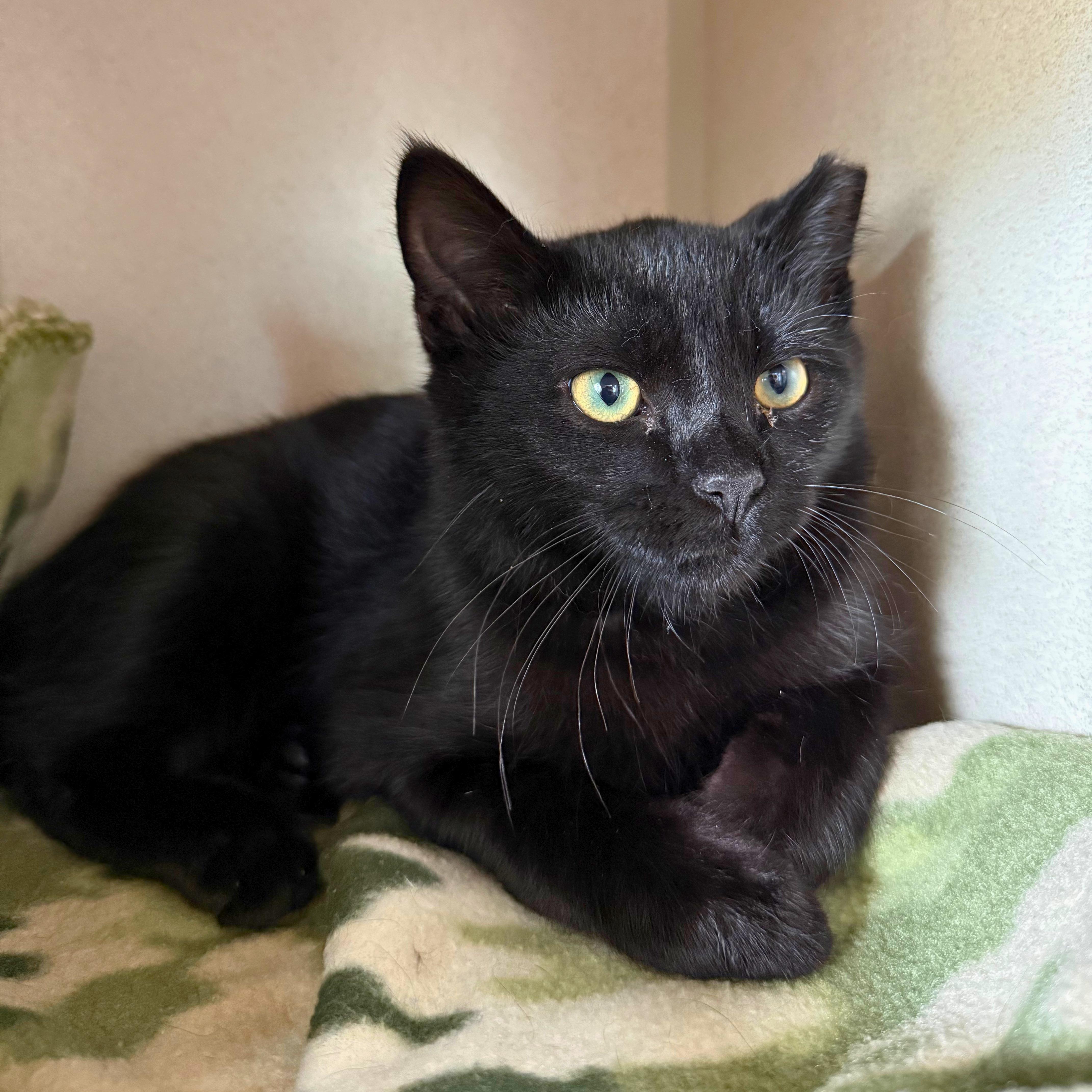 Pluto, a Adoptable Domestic Short Hair in Ridgway, CO image 6/6