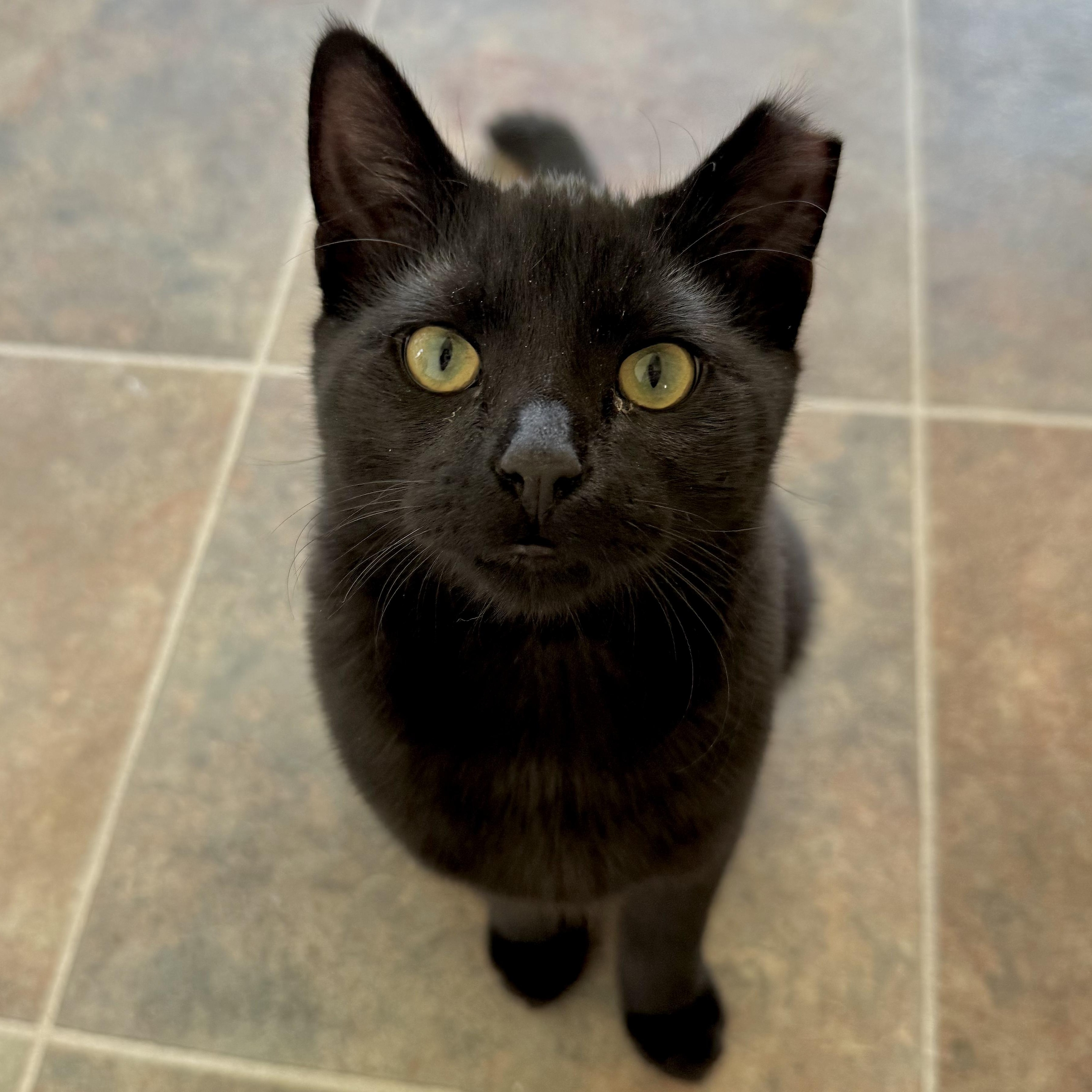Pluto, Adoptable, Kitten Male Domestic Short Hair.