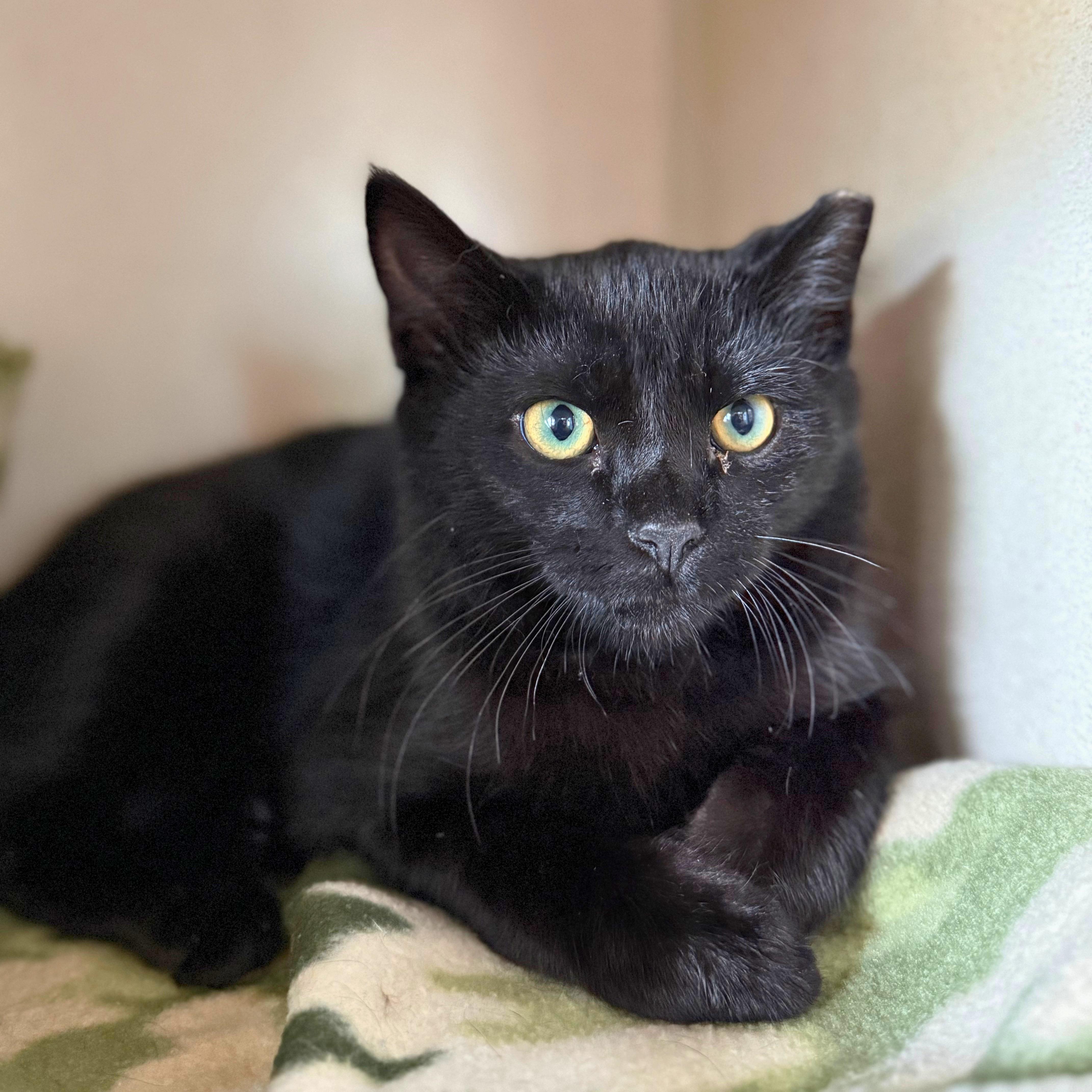 Pluto, a Adoptable Domestic Short Hair in Ridgway, CO image 3/6