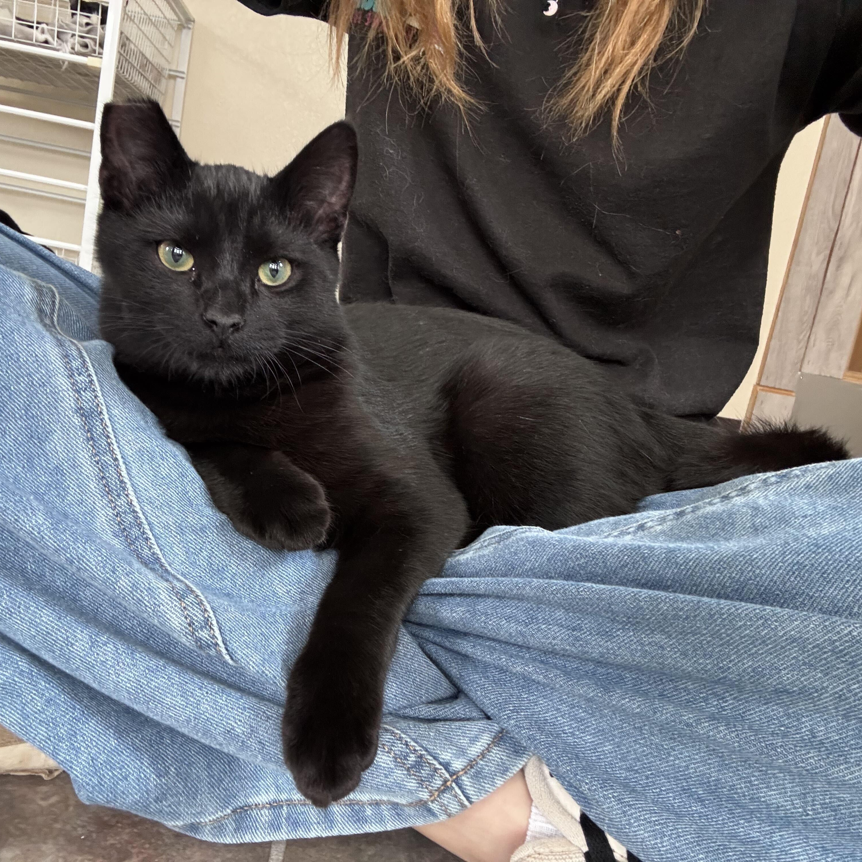 Enlarge Pluto, a Adoptable Domestic Short Hair in Ridgway, CO image 6/6