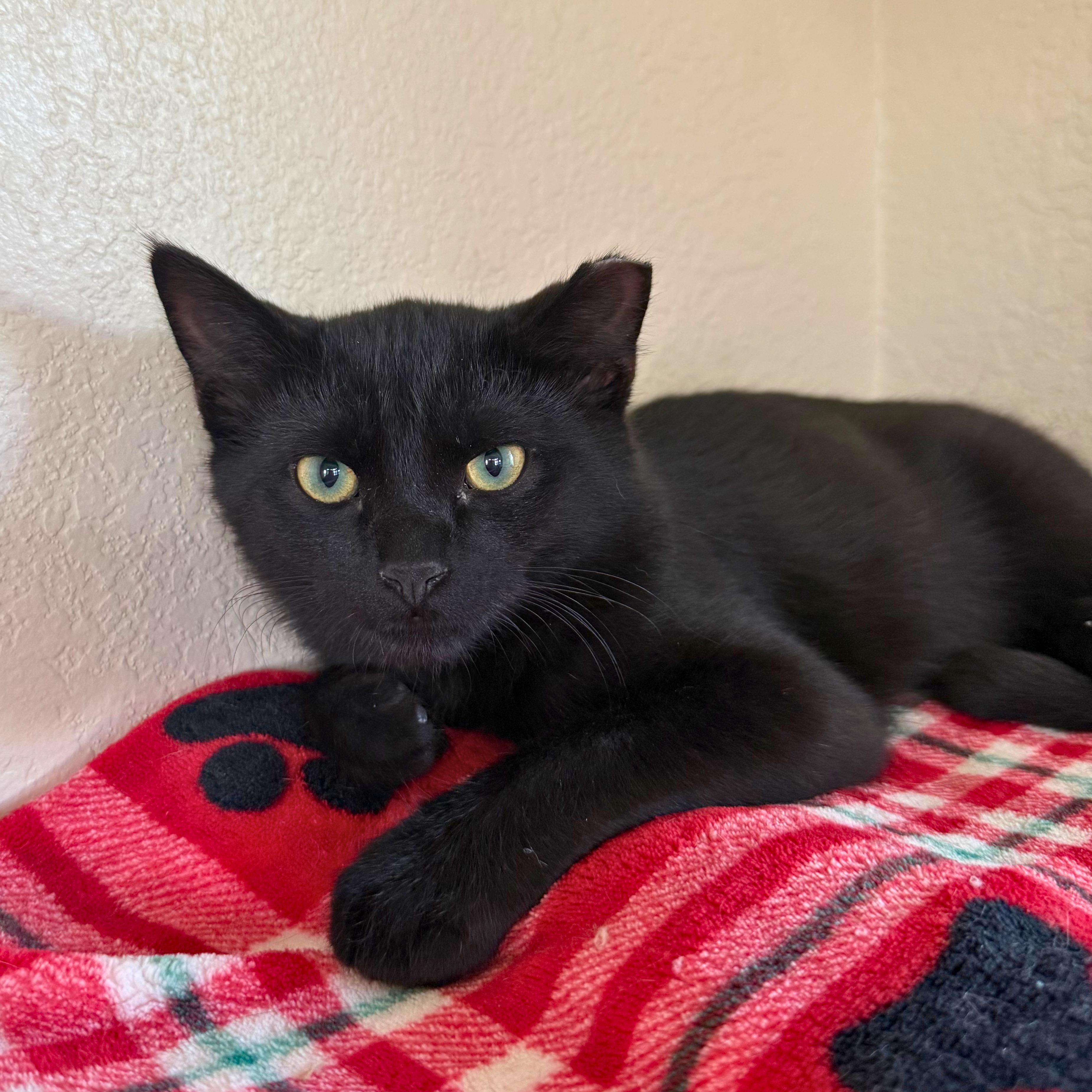 Pluto, Adoptable, Kitten Male Domestic Short Hair.