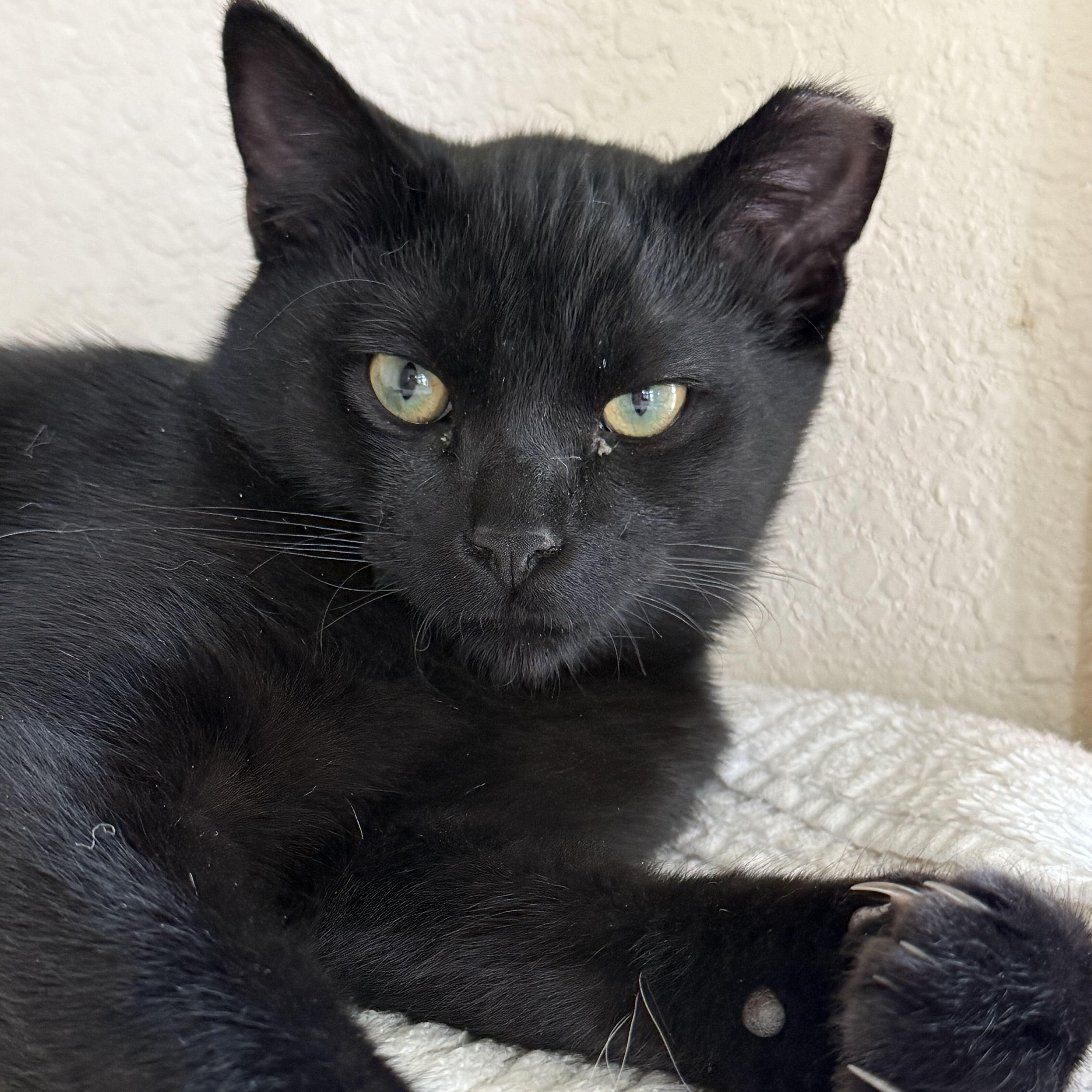 Pluto, Adoptable, Kitten Male Domestic Short Hair.