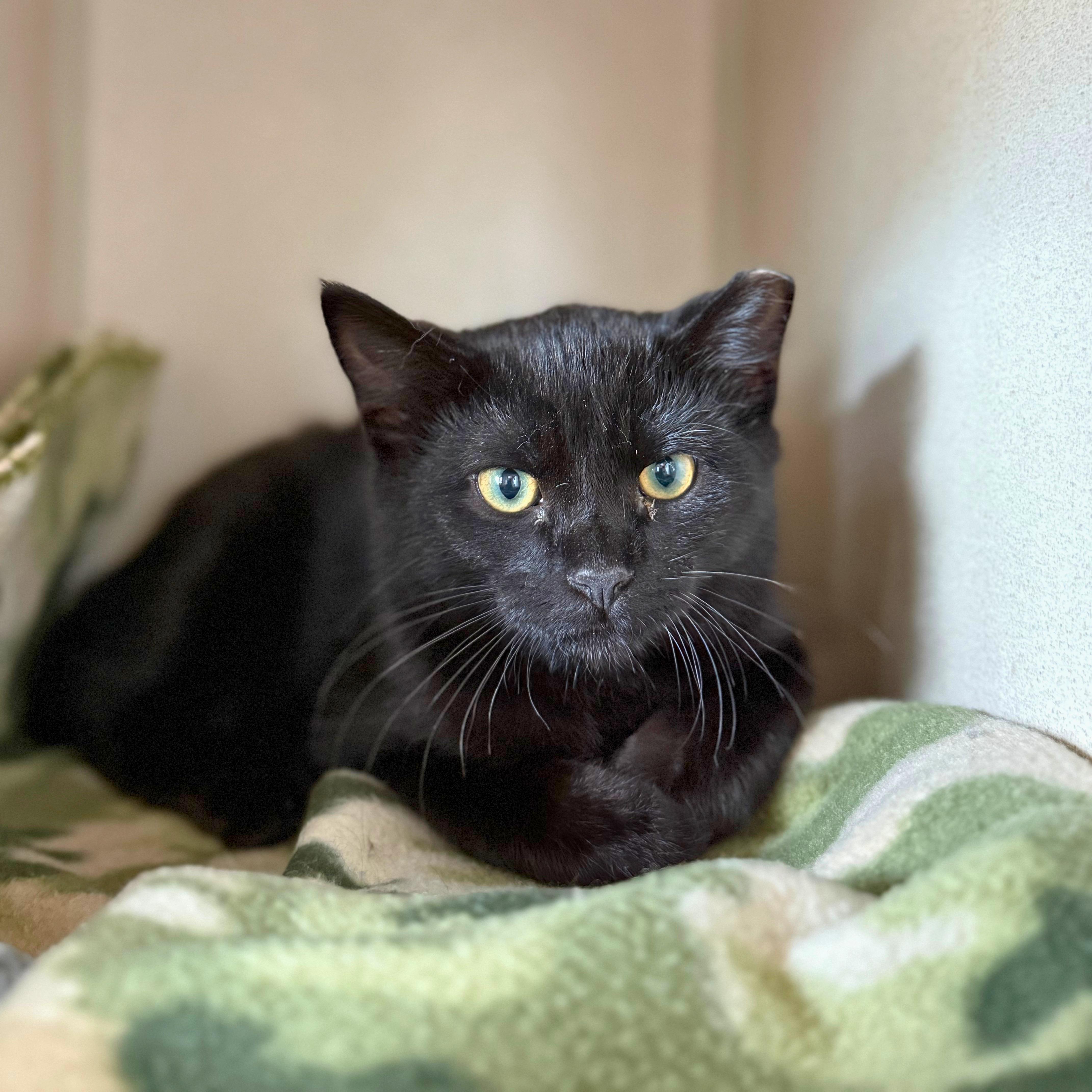 Pluto, a Adoptable Domestic Short Hair in Ridgway, CO image 4/6