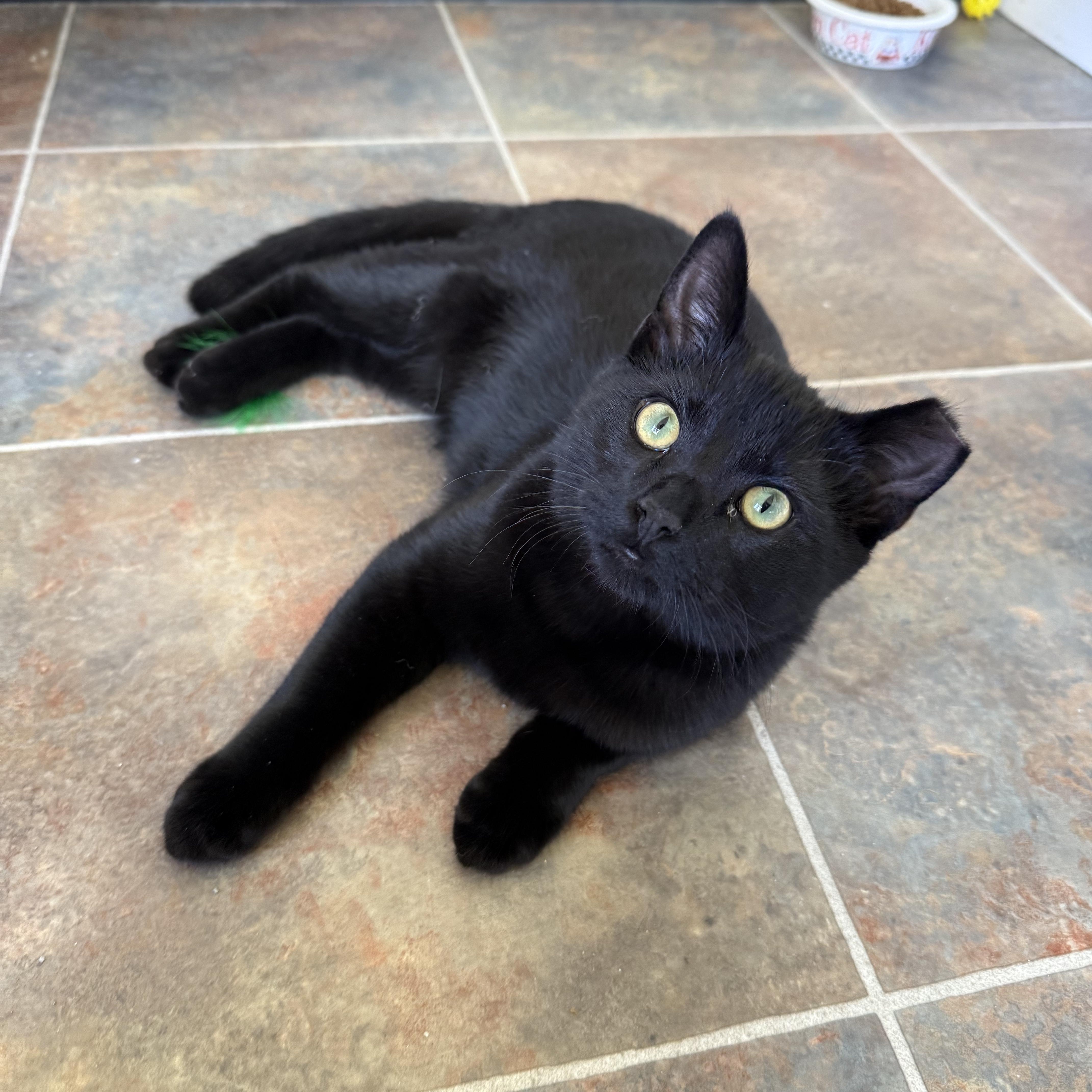 Enlarge Pluto, a Adoptable Domestic Short Hair in Ridgway, CO image 5/6
