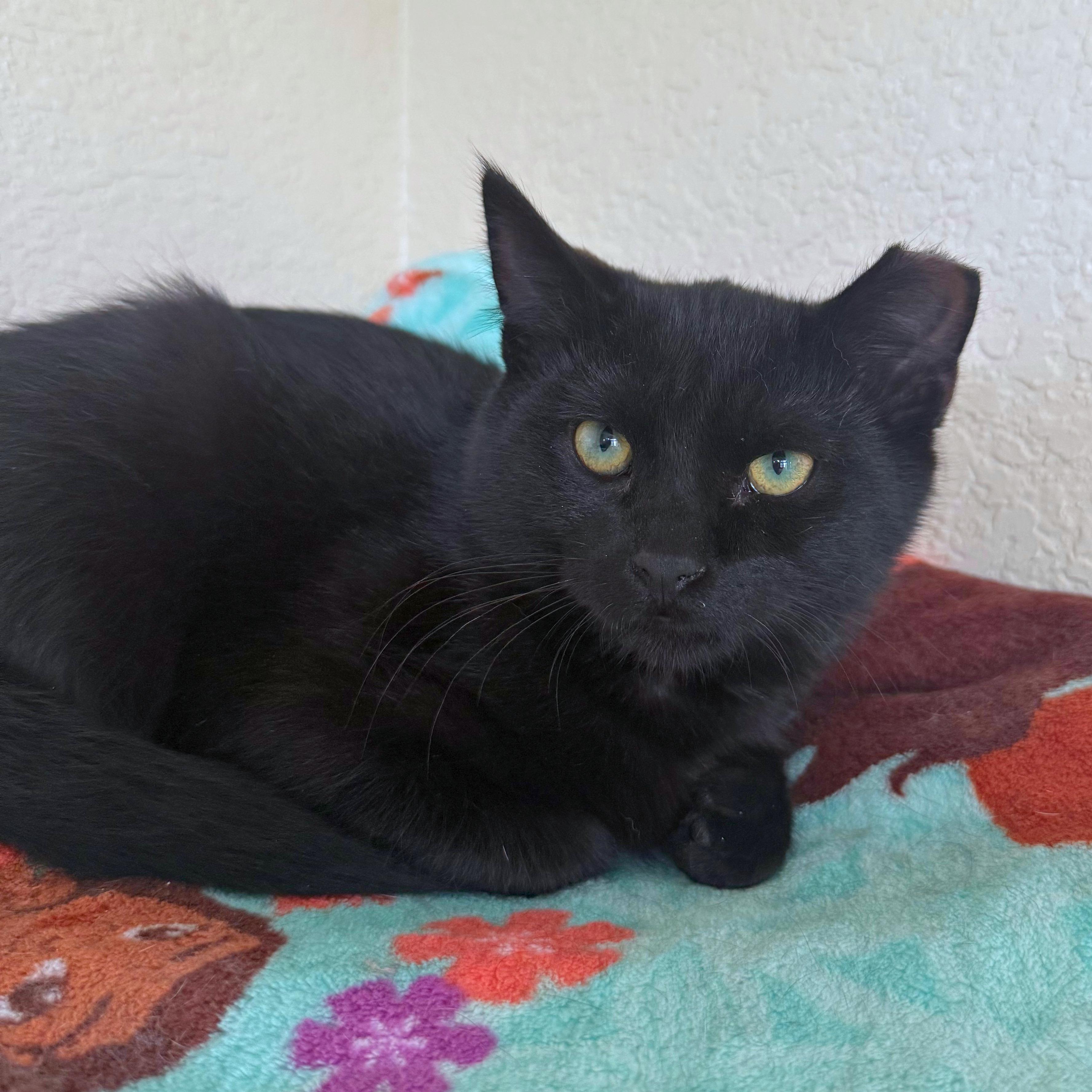 Pluto, a Adoptable Domestic Short Hair in Ridgway, CO image 2/6