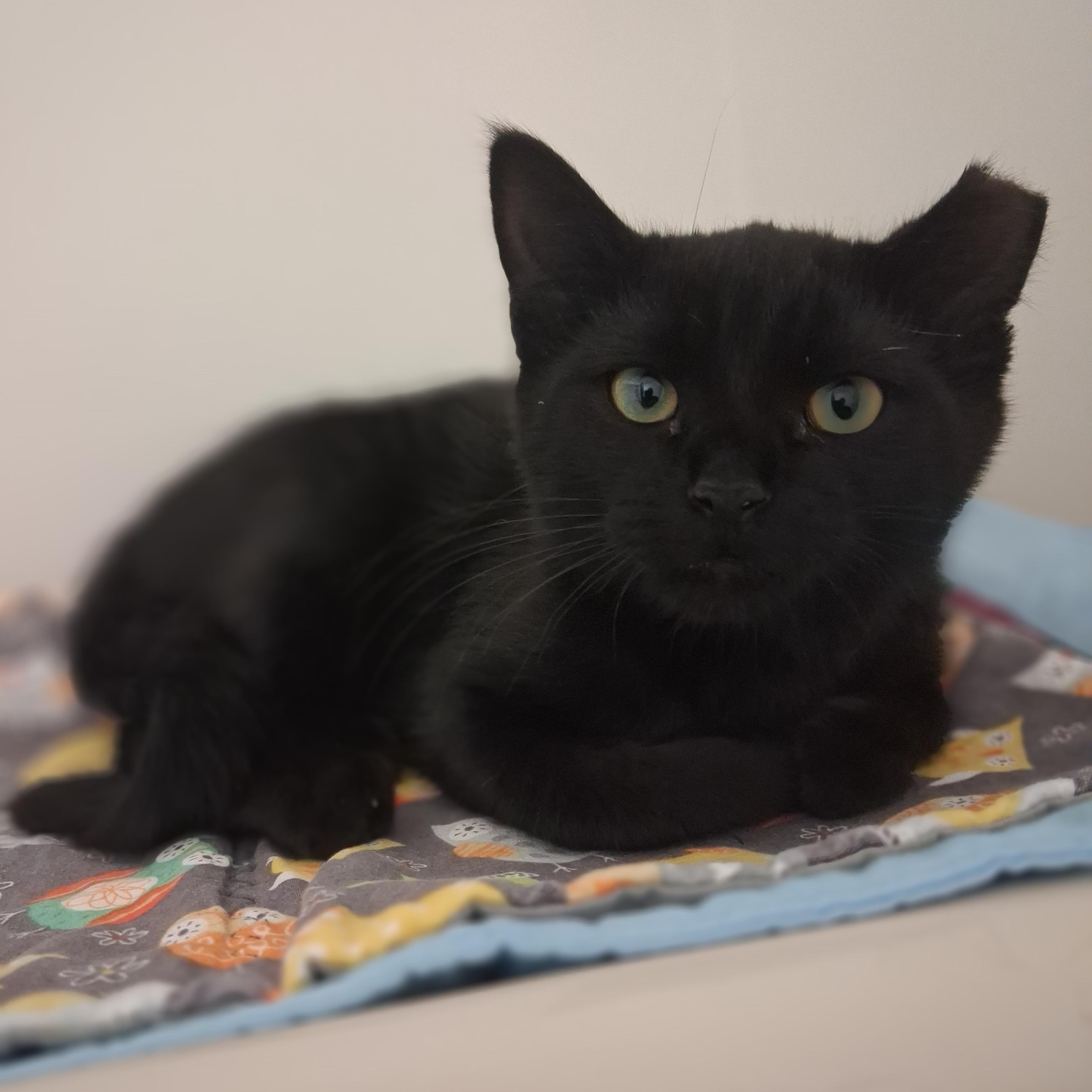 Pluto, a Adoptable Domestic Short Hair in Ridgway, CO image 5/6