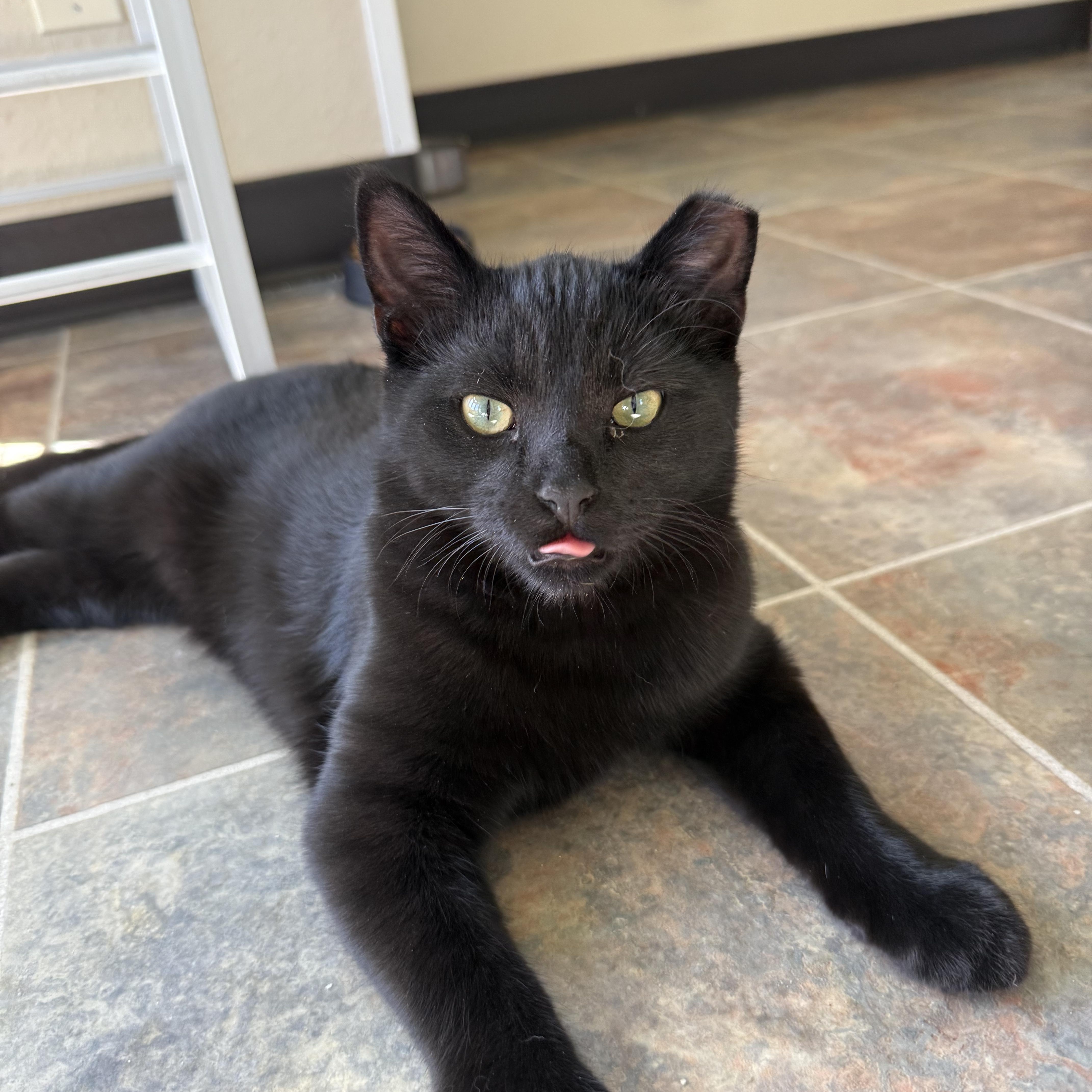 Enlarge Pluto, a Adoptable Domestic Short Hair in Ridgway, CO image 6/6