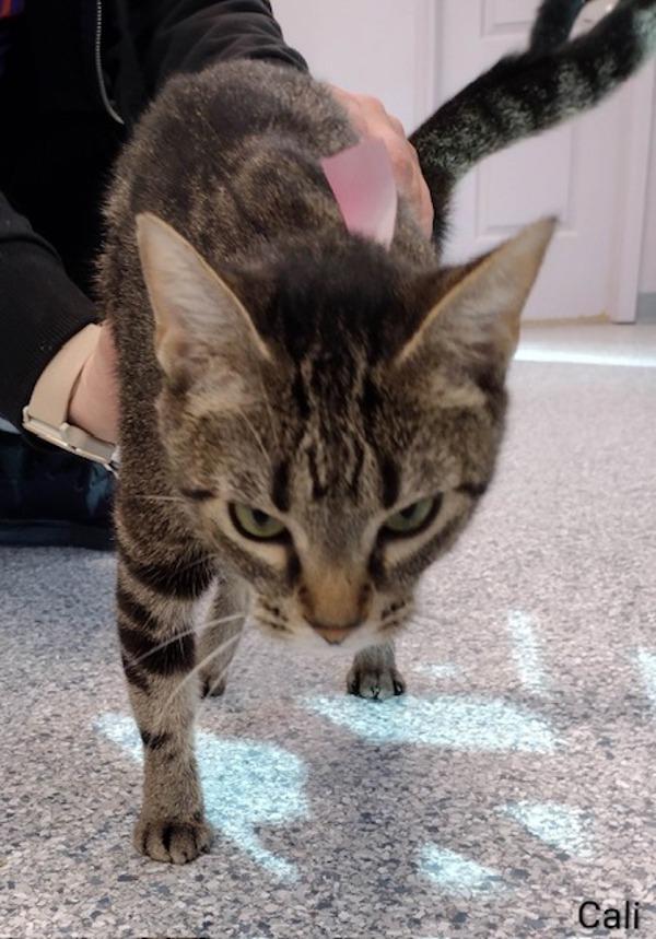 Cali, Adoptable, Young Female Domestic Short Hair.