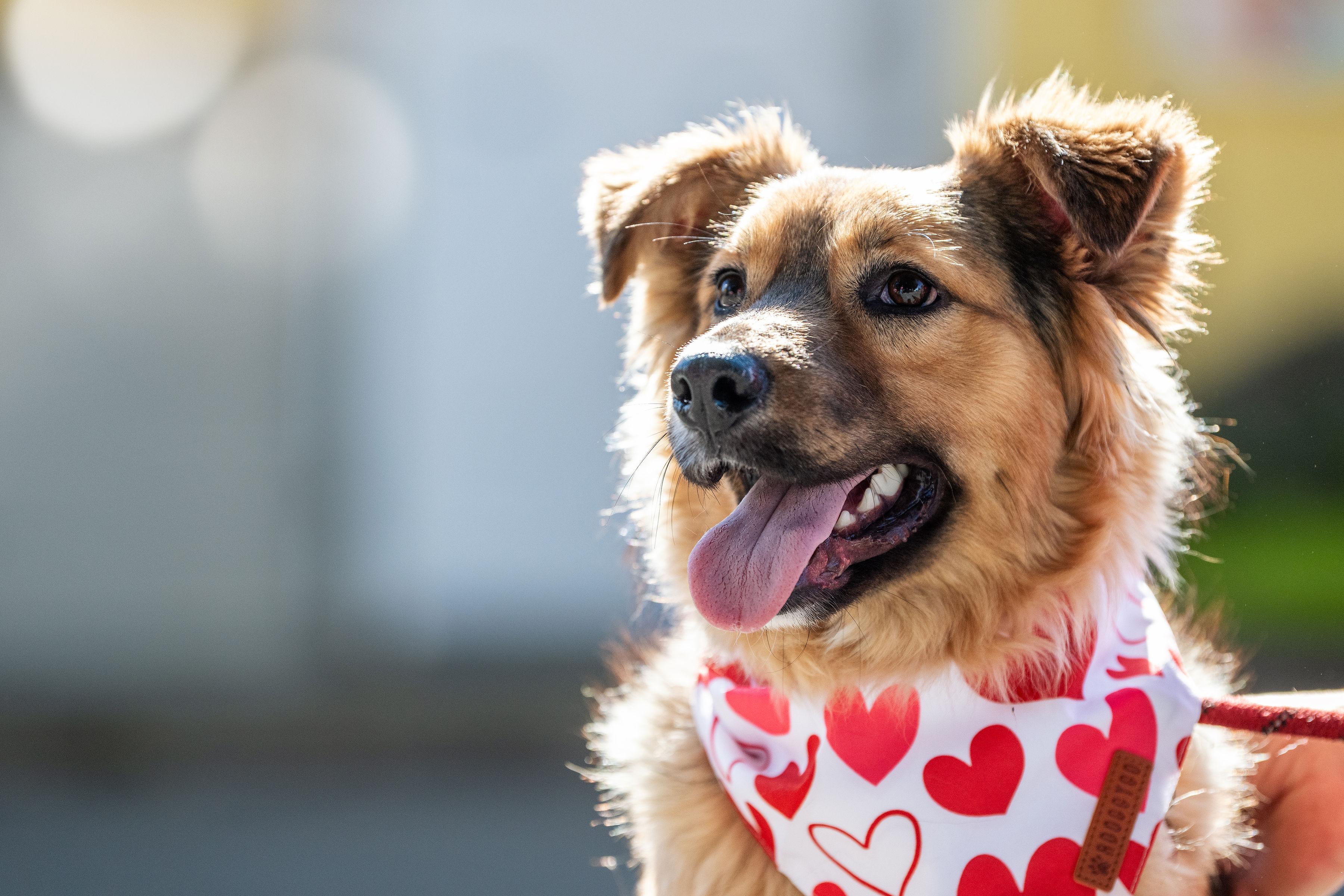 Enlarge Chai, an adopted mixed breed in Santa Rosa, CA image 1/3