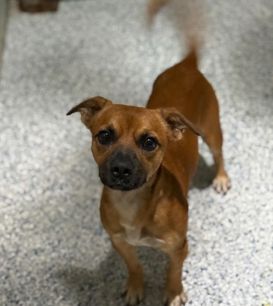 Enlarge Salsa, a Adoptable mixed breed in St. Francisville, LA image 1/1