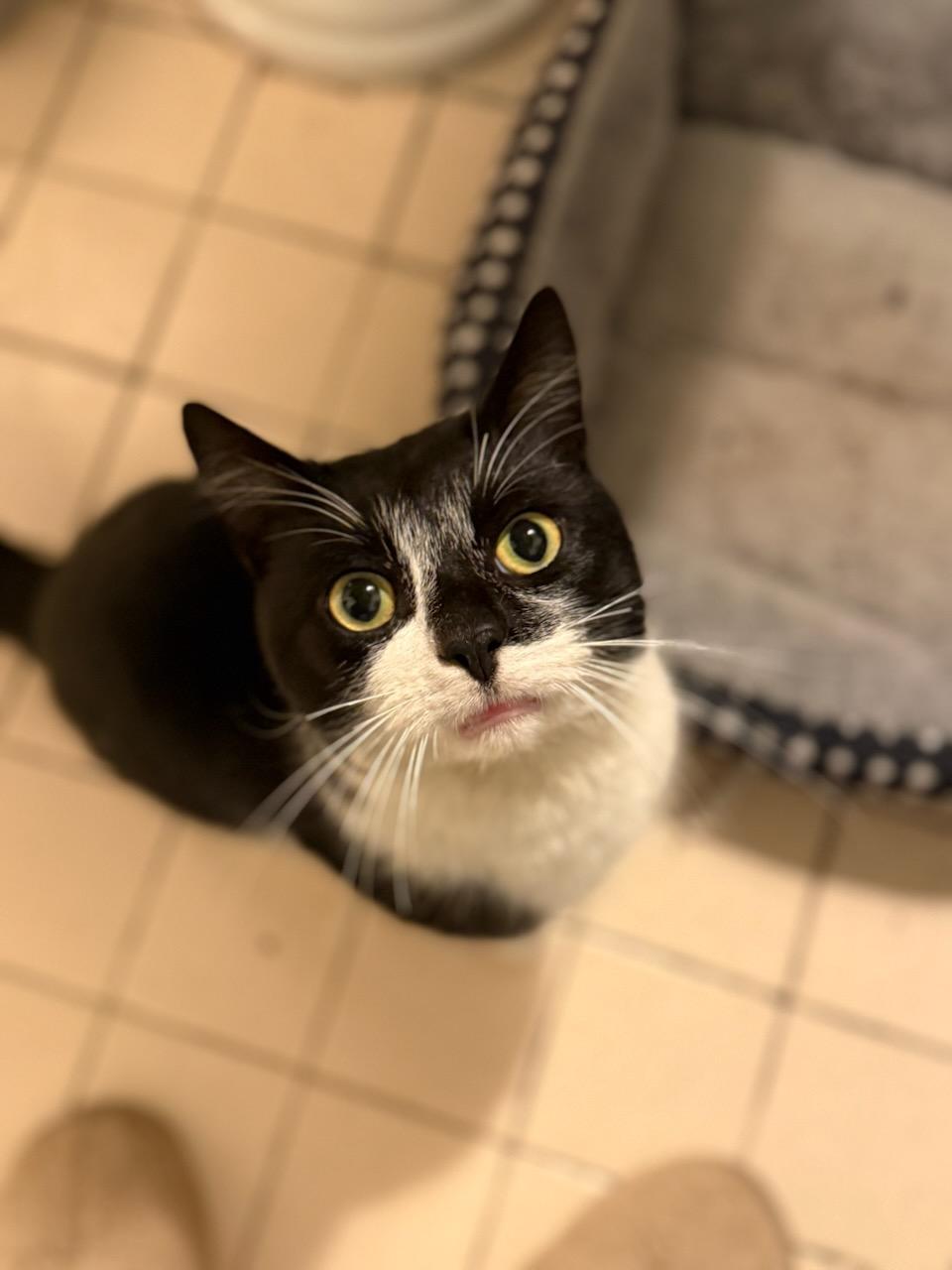 Enlarge Salt, a ADOPTABLE Domestic Short Hair in Gaylordsville, CT image 1/1