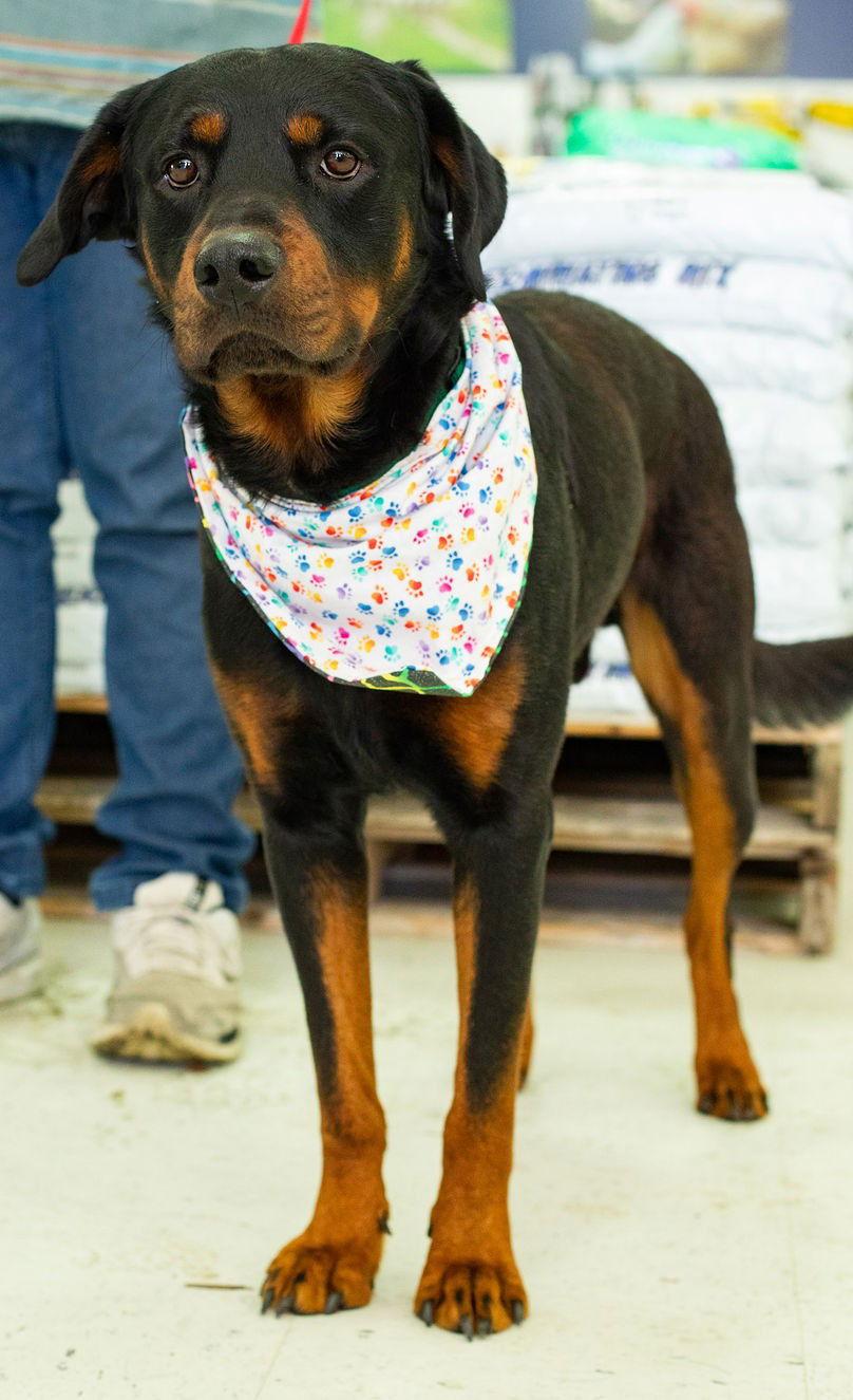 Enlarge Lackey, a Adoptable Rottweiler in Hillsboro, NH image 1/3