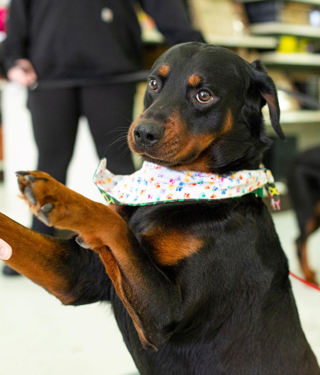 Enlarge Lackey, a Adoptable Rottweiler in Hillsboro, NH image 2/3