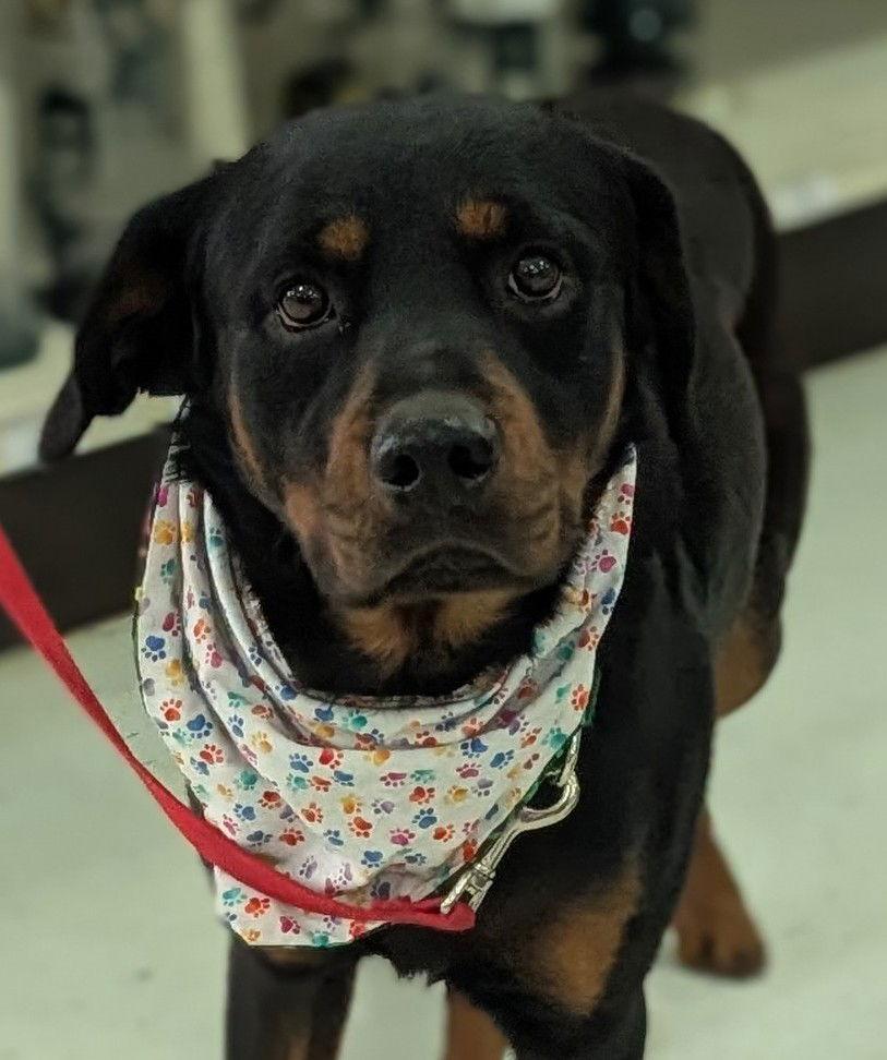 Enlarge Lackey, a Adoptable Rottweiler in Hillsboro, NH image 3/3
