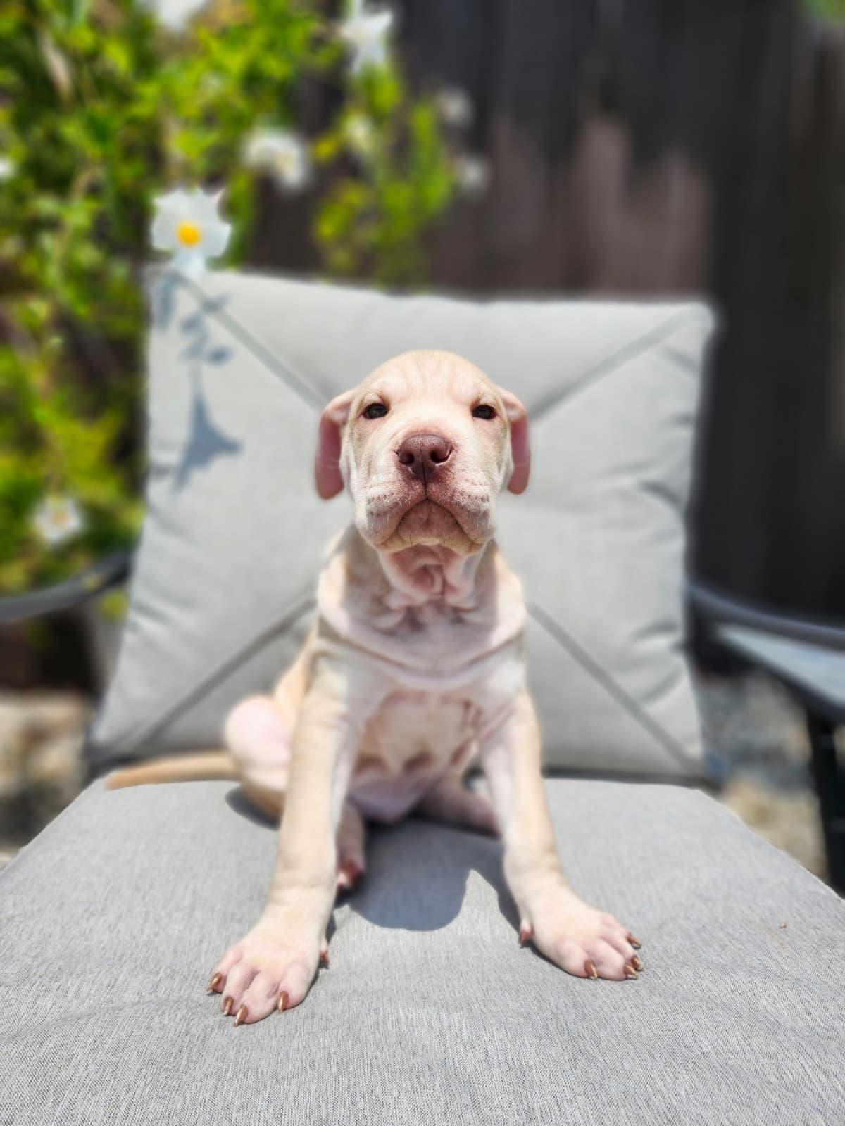 Rey, a ADOPTABLE mixed breed in Sunrise, FL image 1/3
