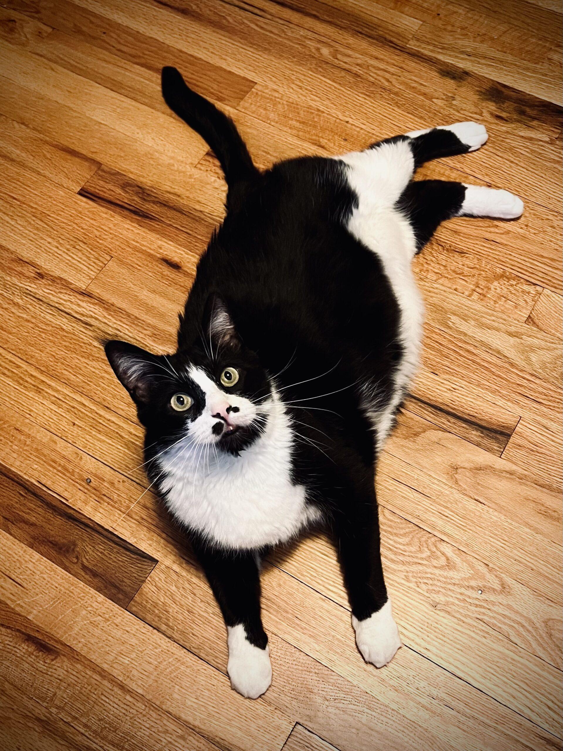 Enlarge MJ, a ADOPTABLE Tuxedo in Manitou Springs, CO image 2/5