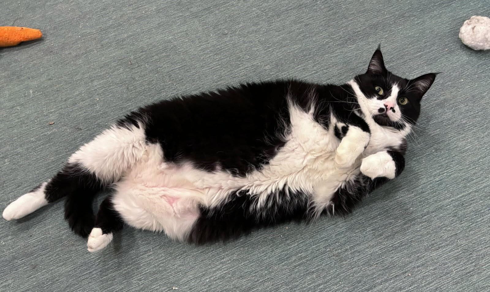 Enlarge MJ, a ADOPTABLE Tuxedo in Manitou Springs, CO image 3/5
