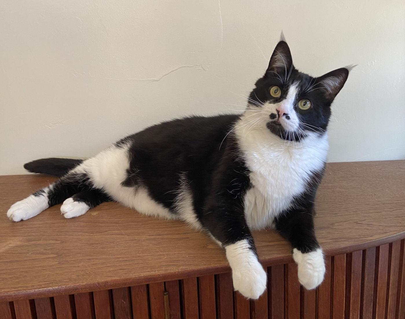 Enlarge MJ, a ADOPTABLE Tuxedo in Manitou Springs, CO image 5/5