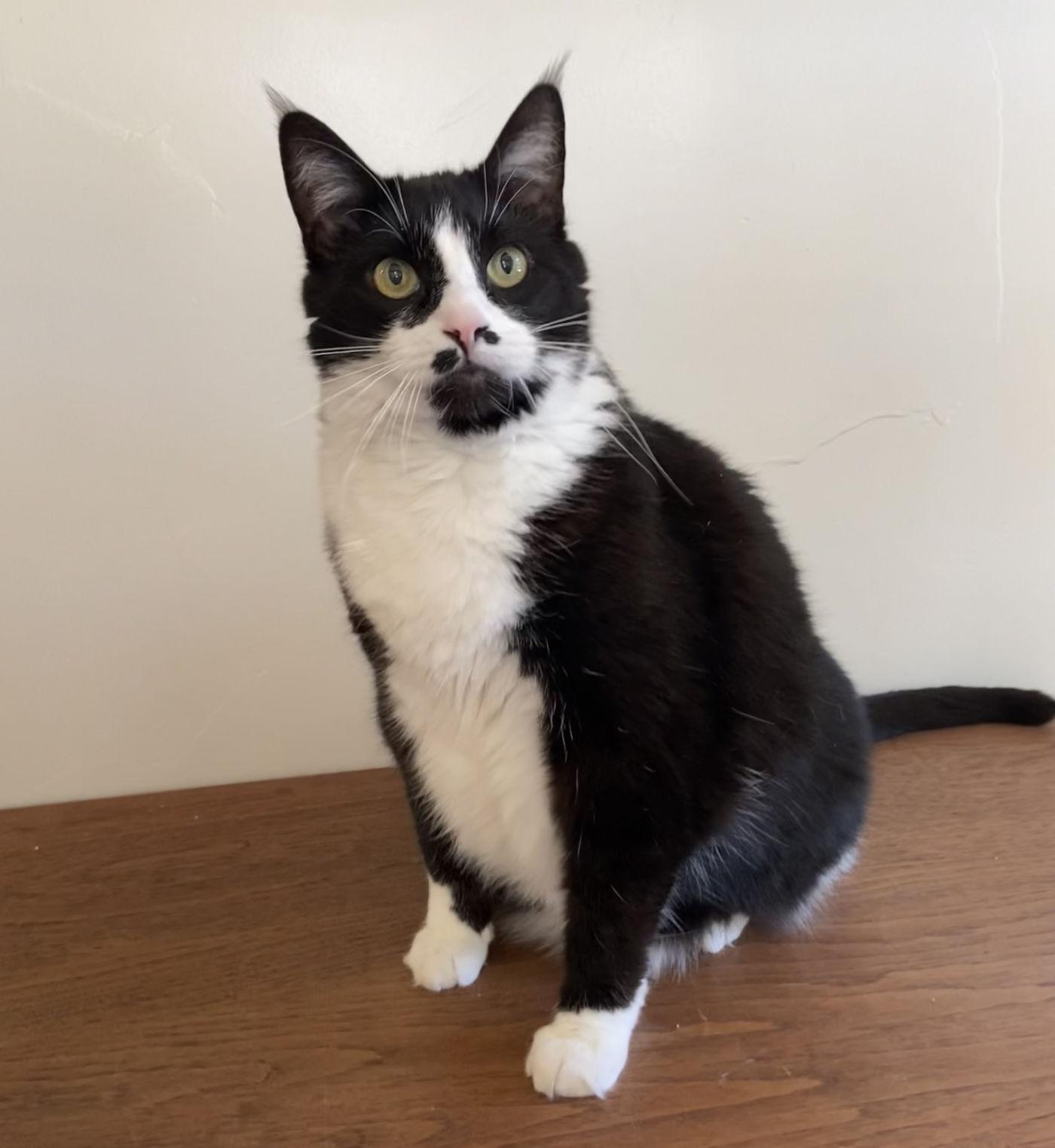 MJ, ADOPTABLE, Senior Male Tuxedo.