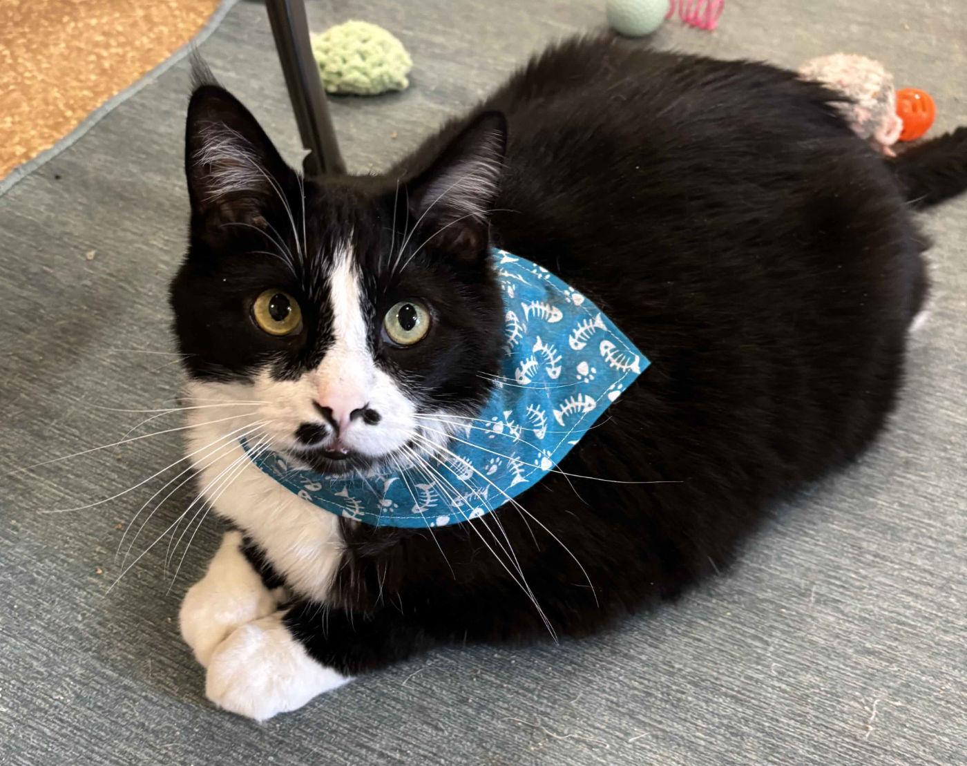 Enlarge MJ, a ADOPTABLE Tuxedo in Manitou Springs, CO image 4/5