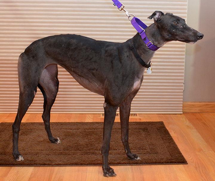 Enlarge Winner, a Adoptable Greyhound in Minneapolis, MN image 1/3