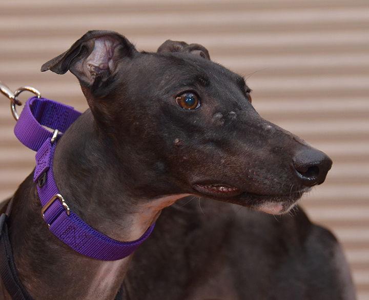 Enlarge Winner, a Adoptable Greyhound in Minneapolis, MN image 3/3