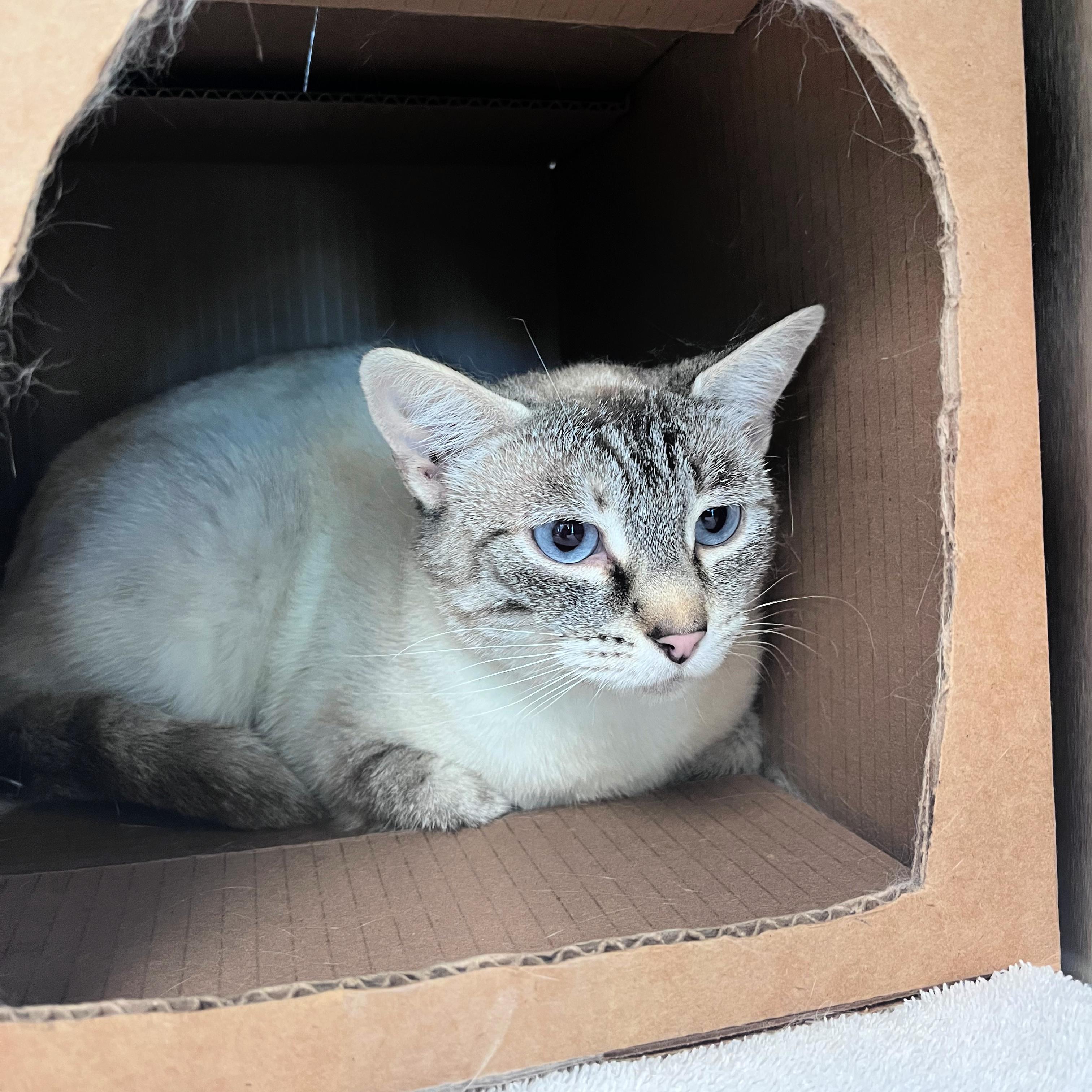 Enlarge Boo, a ADOPTABLE mixed breed in Lindon, UT image 1/1
