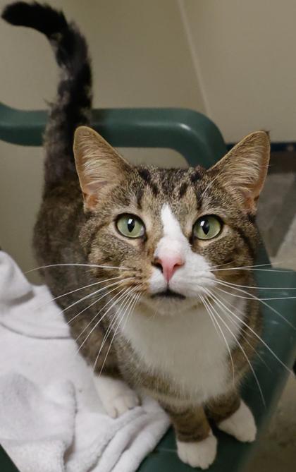 Smudge, Adoptable, Adult Male Domestic Short Hair & Domestic Short Hair.