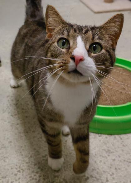 Enlarge Smudge, a Adoptable mixed breed in Baraboo, WI image 2/3